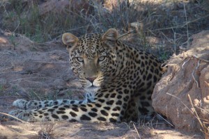 http://www.evolutiontravel.eu/wp-content/uploads/sites/2/2015/02/ghepardo.jpg