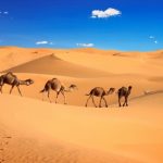 Dromedari nel Sahara in Marocco