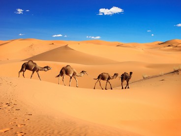 Dromedari nel Sahara in Marocco