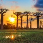 Madagascar, i caratteristici baobab