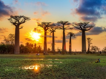 Madagascar, i caratteristici baobab