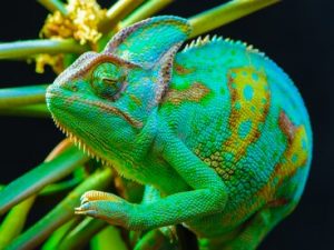 Un camaleonte in Madagascar