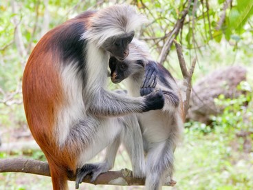 Scimmie di Zanzibar