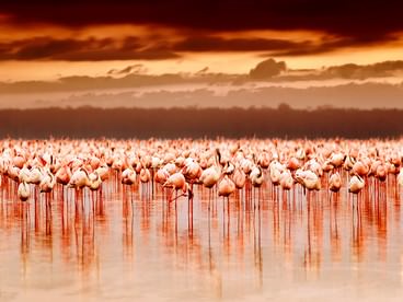 Kenya, paesaggio con fenicotteri