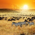 Tramonto in Kenya con zebre