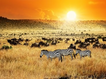 Tramonto in Kenya con zebre