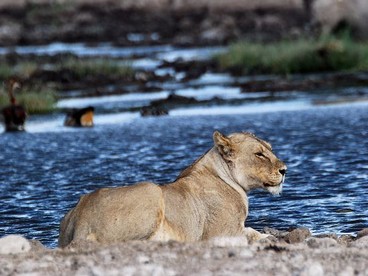 Safari in Namibia