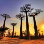 Avenue du Baobab al tramonto