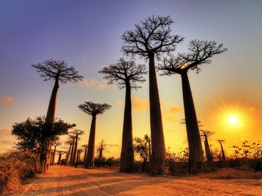 Avenue du Baobab al tramonto