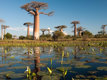 I baobab: giganti del Madagascar
