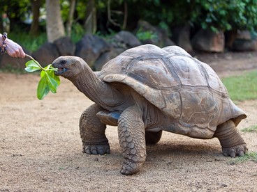 Una tartaruga gigante nel Vanilla Park a Mauritius