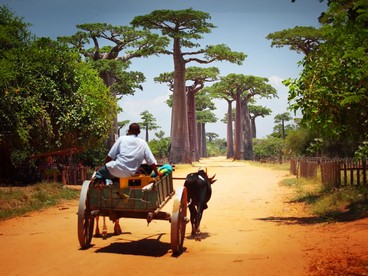 Un carretto sul Viale dei Baobab