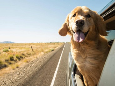 In viaggio con il proprio animale domestico