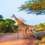 Una giraffa dell'East Tsavo Park in Kenya