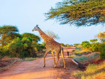 Una giraffa dell'East Tsavo Park in Kenya