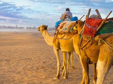 Cammelli sulla spiaggia di Essaouira