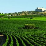 Una masseria circondata da filari