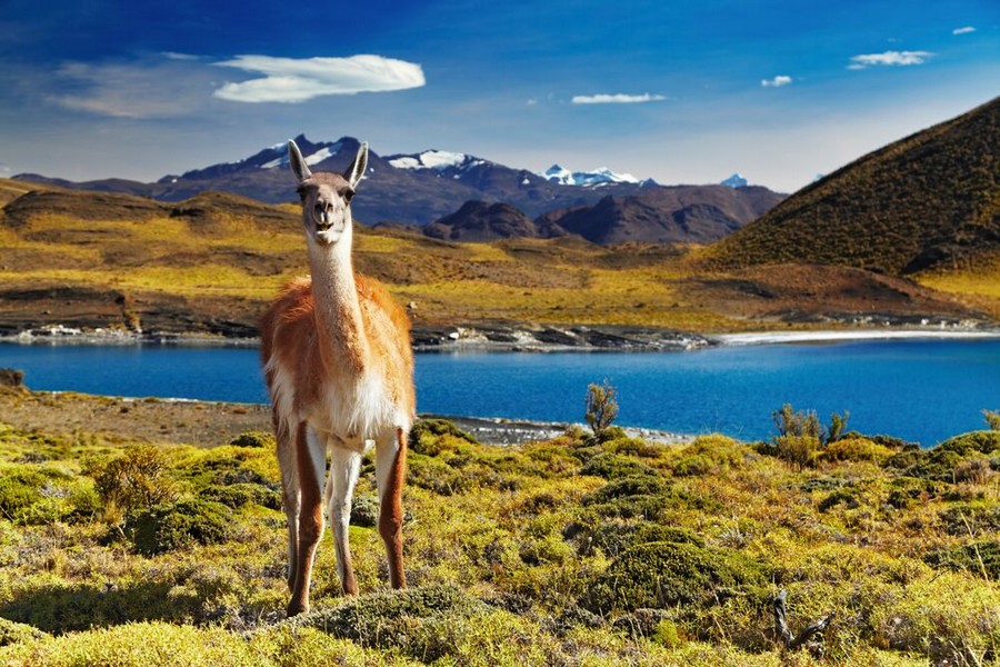 Torres del Paine National Park, Patagonia, Cile