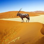 Orice nel deserto del Namib
