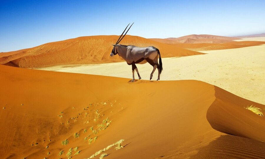 Orice nel deserto del Namib