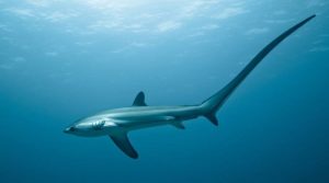 Uno squalo volpe nelle acque di Malapascua