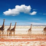 Giraffe dell'Etosha National Park in Namibia