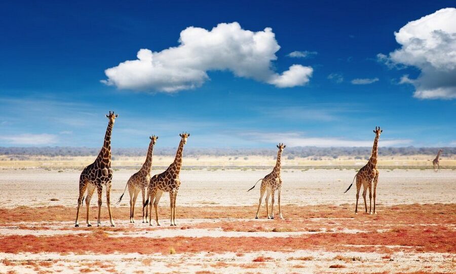 Giraffe dell'Etosha National Park in Namibia