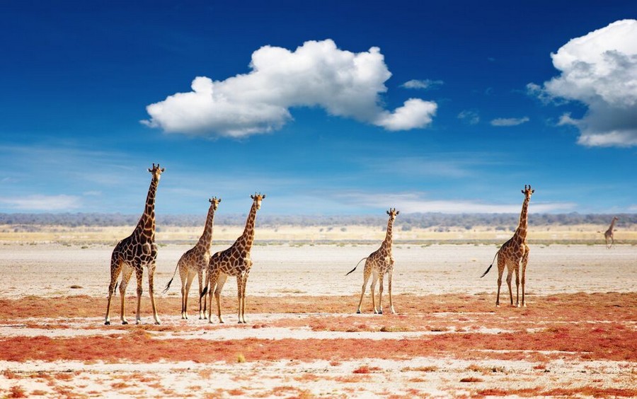 Giraffe dell'Etosha National Park in Namibia