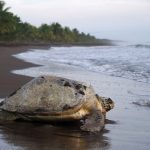 Tartaruga gigante, Tortuguero National Park