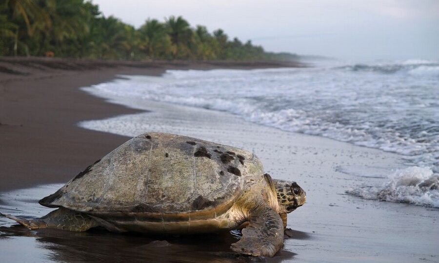 Tartaruga gigante, Tortuguero National Park