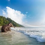 Un elefante fa il bagno su una spiaggia di Havelock