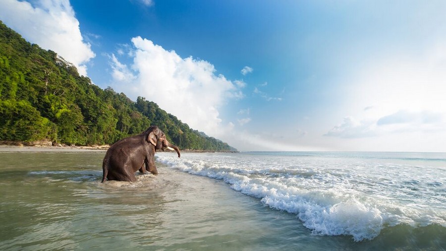 Un elefante fa il bagno su una spiaggia di Havelock