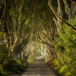 The Dark Hedges, Strada del Re