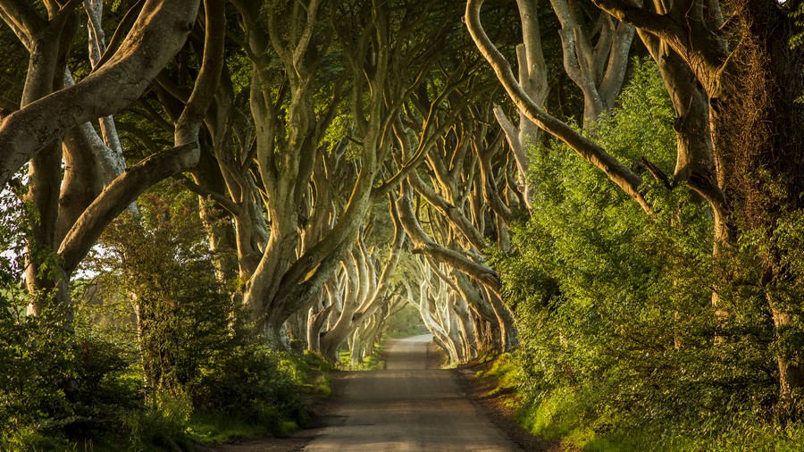 The Dark Hedges, Strada del Re