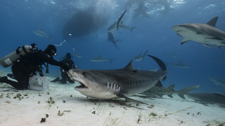 Nuotare con gli squali alle Bahamas