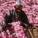 Raccolta e lavorazione delle rose in Oman