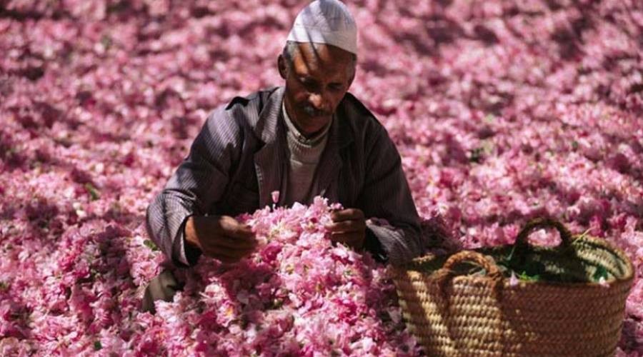 Raccolta e lavorazione delle rose in Oman