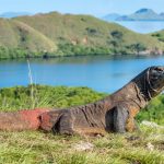 Un drago di Komodo