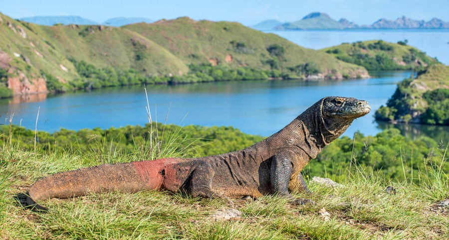 Un drago di Komodo