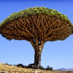 Dragon's Blood Tree, Isole Canarie