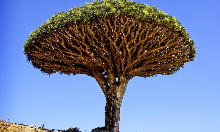 Dragon's Blood Tree, Isole Canarie