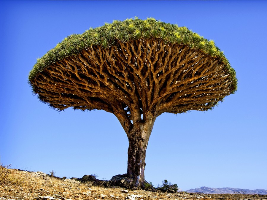 Dragon's Blood Tree, Isole Canarie