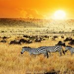 Kenya, zebre e animali in libertà