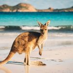 Un canguro su una spiaggia australiana