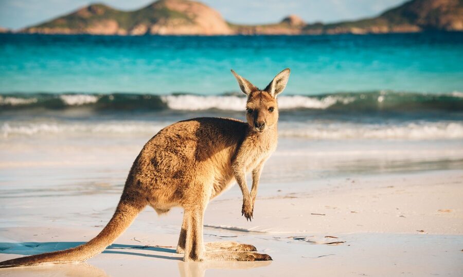 Un canguro su una spiaggia australiana