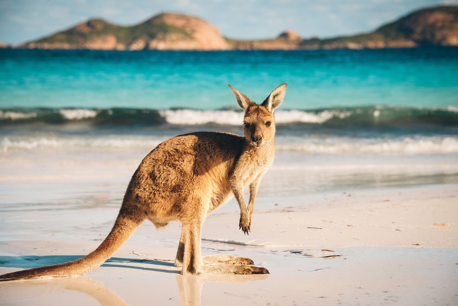 Un canguro su una spiaggia australiana