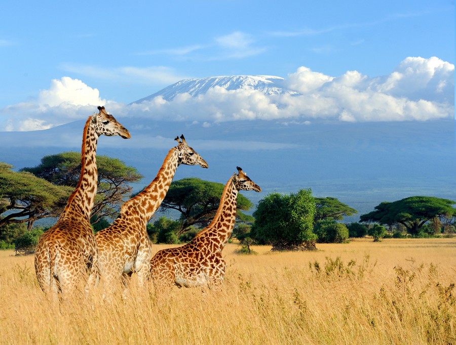 Albero Di Natale Kenia.Le Tradizioni Del Natale In Kenya Nelle Citta E Villaggi Evolution Travel
