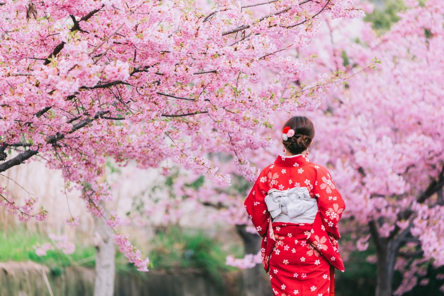Al via la fioritura dei ciliegi in Giappone