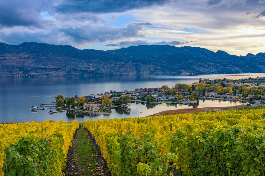 Vigneto sul lago Okanagan - British Columbia, Canada