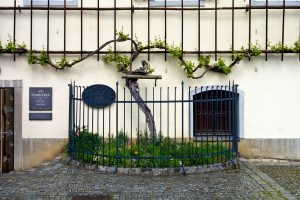 A Maribor c'è la pianta di vite più antica del mondo